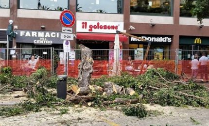 Continua la 'distruzione programmata' degli alberi di Palermo? Cosa c'è sotto?