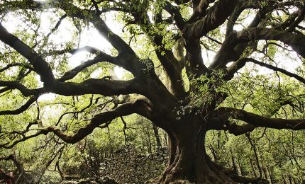 Siciliani da ricordare: Ercole Patti