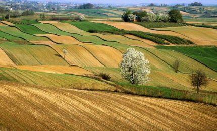Inchiesta sul PSR Sicilia: come politica e burocrazia bloccano l'agricoltura dell'Isola
