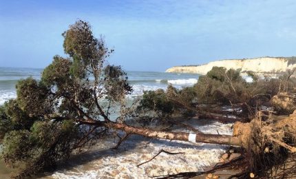 La lenta agonia di Eraclea Minoa: ogni giorno il mare 'inghiotte' decine di alberi (VIDEO)
