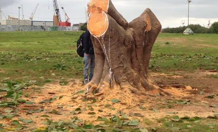 Ancora tagli di alberi a Palermo: basta, non se ne può più!