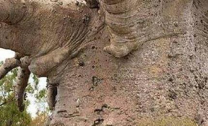 Quanto avrebbe resistito un albero del genere a Palermo?