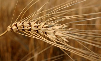 Crisi dell'agricoltura siciliana: stato di crisi e aiuti per tutti, tranne che per il grano duro!