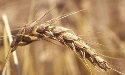 Grano che arriva con le navi e controlli: interrogazione dei grillini all'Ars