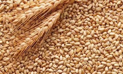 Tavolo per la crisi agricola siciliana: il Governo Musumeci continua a ignorare il grano duro