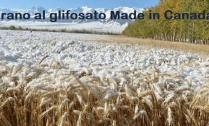 La battaglia del grano? Merito della Coldiretti, non di GranoSalsu e de I Nuovi Vespri!