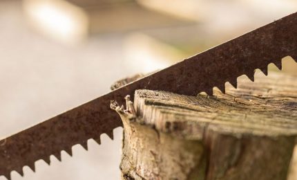 Palermo, alberi abbattuti a Mondello, non c'è verso di fermare lo scempio