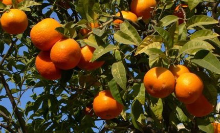 Agrumi: la Sicilia ha tra le mani un affare miliardario. Si chiama limonene e si trova nelle bucce delle arance. Ma...