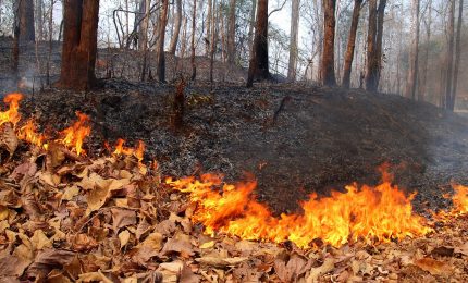 A che punto è la campagna di prevenzione degli incendi dei boschi in Sicilia?