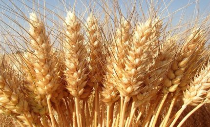 Sicilia: i controlli sul grano che arriva con le navi? Zero assoluto!