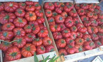 Agricoltura: lo sfruttamento dei migranti in Italia è invece la regola in altri Paesi del mondo. Il 'caso' del pomodoro siciliano