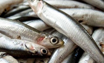 Bioeconomia: dagli scarti del pesce gli omega-3 estratti grazie al limonene