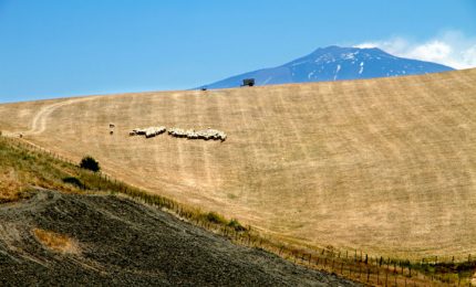 C'è una strategia per distruggere il grano siciliano e svendere le aree interne della nostra Isola? Inchiesta