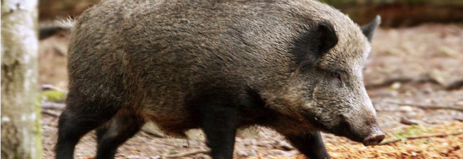 Cinghiali e zecche nella spiaggia di Torre Salsa. Complimenti!