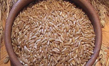 Gli americani del Kamut si vogliono prendere i grani antichi della Sicilia? Parla Giuseppe Li Rosi