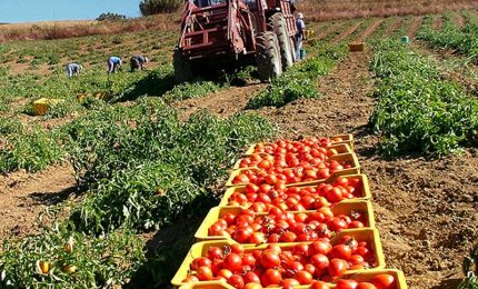 Raccolta del pomodoro: sette giorni per assumere un operaio a norma di legge. E' normale?
