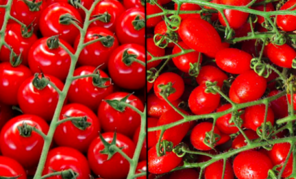 Salsa di pomodorino ciliegino di Pachino: ma non ci sono troppe bottiglie in giro nei supermercati?