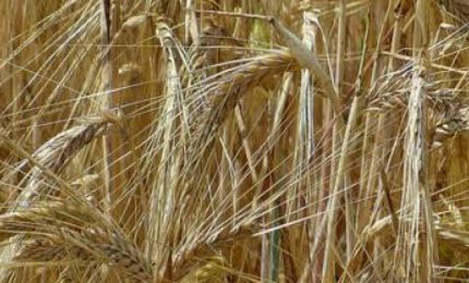 Grano duro: le tesi di Paolo Barilla e le gravi responsabilit&agrave; della Regione/ MATTINALE 132