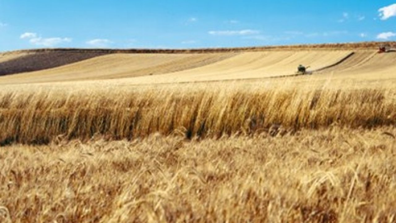Grano Duro Contratti Di Filiera In Sicilia Piacciono Solo Alla Coldiretti Il Resto E Un Coro Di No I Nuovi Vesprii Nuovi Vespri