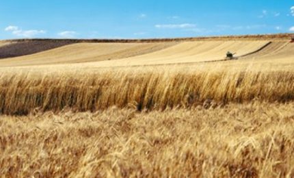 Sorpresa: il prezzo del grano duro siciliano (e del Sud) potrebbe schizzare all'insù!