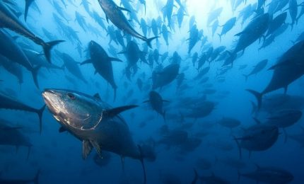 Nel Mediterraneo l'eccesso di tonni sta riducendo la presenza di pesce azzurro