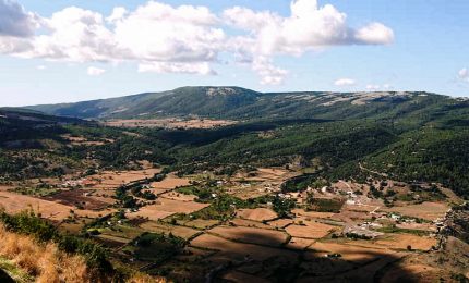 Il rilancio del grano nel Gargano, in Puglia, dopo le nostre battaglie contro le multinazionali dei cereali