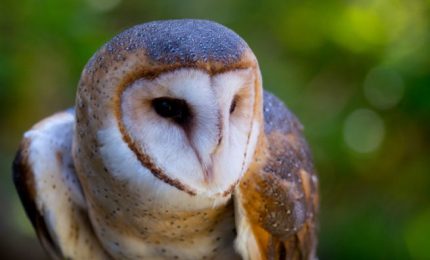 Ambientalisti e uffici regionali sono riusciti a salvare un Barbagianni