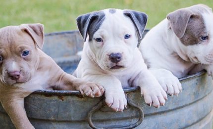 Dal Comune di Palermo lo 'sfratto' a 170 cani: appello su change.org per bloccarlo