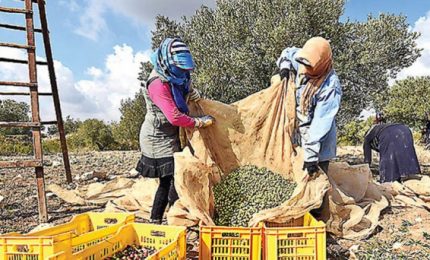 Ecco cosa deve fare il Sud Italia per riprendersi il mercato dell'olio d'oliva extra vergine 'rubato' dal Centro Nord Italia!