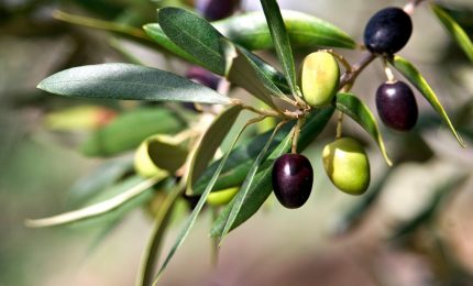 Olio d'oliva extra vergine italiano: quest'anno produzione quasi dimezzata. Attenti all'olio tunisino...