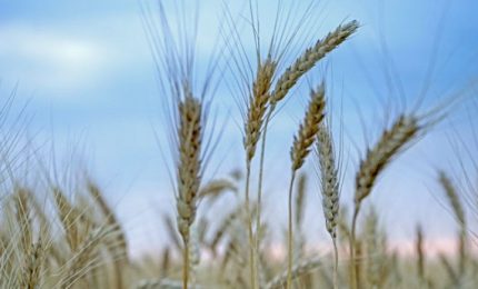 Sullo scippo del grano Senatore Cappelli agli agricoltori del Sud si 'rompono i telefoni' tra grillini e Lega