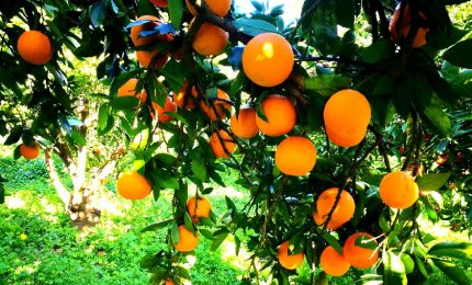 Arance dello Zimbabwe a Catania: ma la crisi del settore in Sicilia c'è a prescindere