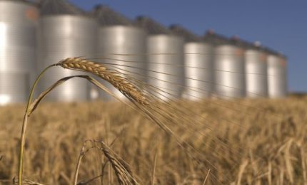 La Sicilia che piace alle Agenzie di rating? Una 'colonia' tra grano canadese, olio d'oliva tunisino e pomodoro cinese