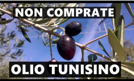 Scambi commerciali Italia-Tunisia: massacrata l'agricoltura siciliana. La beffa dell'olio d'oliva tunisino/ MATTINALE 161