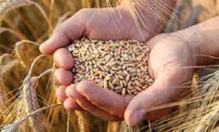 Grano duro in biologico: il Ministero avrebbe accettato la rotazione quadriennale