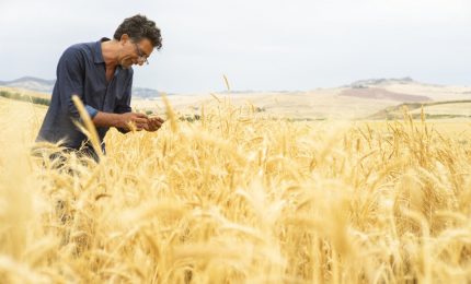 Il lieto fine del 'caso' grano duro biologico: uniti qualche volta si vince