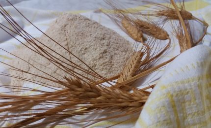 'Privatizzazione' del grano Senatore Cappelli: interviene l'Antitrust