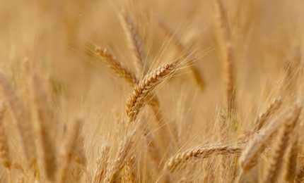 Grano duro in 'bio': la vittoria degli agricoltori della Sicilia e del Sud