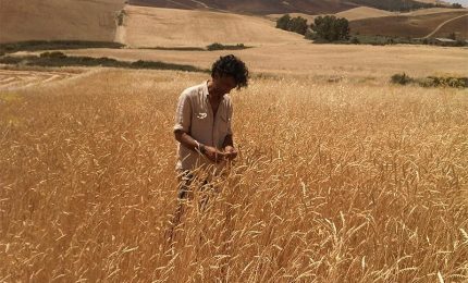 1 Kg di spaghetti 0,50 euro, 700 grammi di passata di pomodoro meno di 0,40 euro. Possibile?