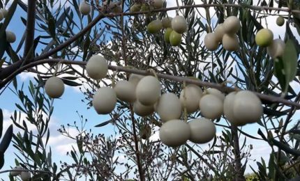 Quando l'olio d'oliva del Regno delle Due Sicilia primeggiava nel mondo