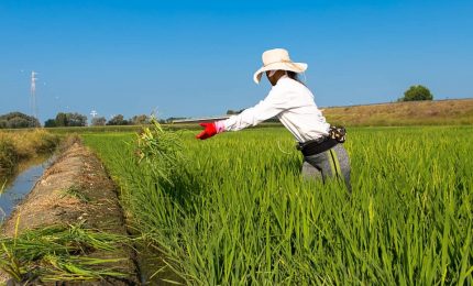 La 'gioia' dei grillini: stop all'invasione del riso del Sud-Est asiatico! E l'invasione del grano duro estero nel Sud?