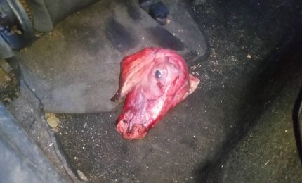 Formazione, 'messaggio' a Costantino Guzzo: una testa di agnello nella sua auto
