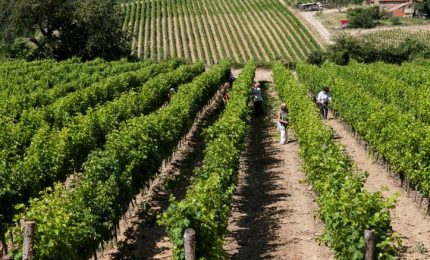 OCM Vini/ Ecco la graduatoria (provvisoria)