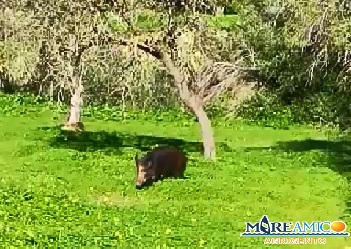 L'ultima ad Agrigento: cinghiali liberi nella Valle dei Templi... (VIDEO)