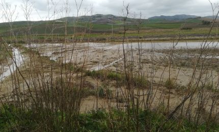Agricoltura siciliana in ginocchio, case all'asta, navi di grano a tempesta: e il Governo siciliano che fa?