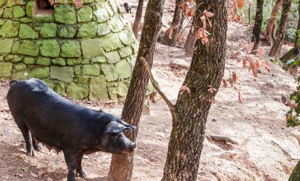 In giro per i Nebrodi, alla ricerca di 'Sua maestà' il Suino Nero