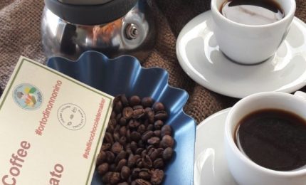 A Terrasini il primo caffè coltivato in Sicilia, anzi in Italia!