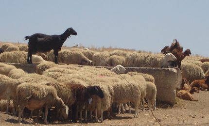 Il latte estero deve costare in Italia quanto quello italiano/ MATTINALE 291