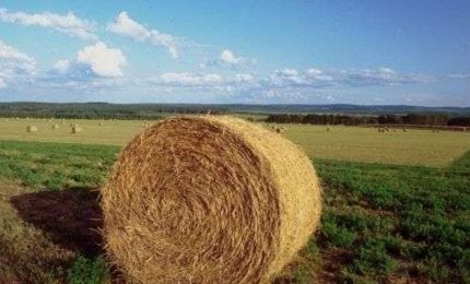 Il 21 marzo manifestazione di sindaci e agricoltori siciliani/ MATTINALE 313