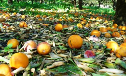 La disperazione degli agricoltori siciliani. Cosimo Gioia: "Se non si fa qualcosa temo giorni brutti"